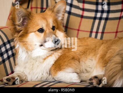 Piuttosto giovane cane corgi giacente su una sedia Foto Stock