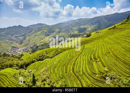 Longji terrazze di riso campi (Dragon's Backbone), uno di Guilin top attrazioni turistiche, Cina. Foto Stock