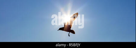 Panoramica banner web concetto silhouette di un uccello che sta volando di fronte al sole in un cielo blu Foto Stock