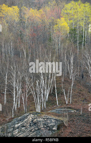 Una collina di betulla e aspen con molla emergenti fogliame, maggiore Sudbury, Ontario, Canada Foto Stock