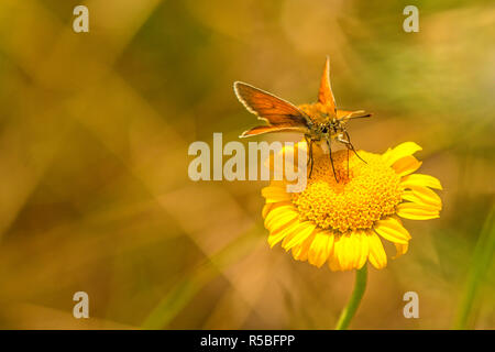 Marrone-once brown-headed hawk Foto Stock