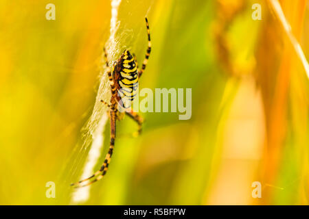 Zebra spider,argiope bruennichii Foto Stock