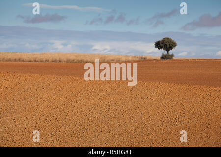 Spagna, Castilla y Leon Regione, Provincia di Zamora, Benavente, campo di fattoria in autunno Foto Stock