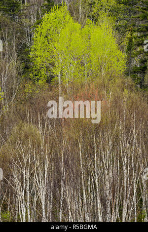 Una collina di betulla e aspen con molla emergenti fogliame, maggiore Sudbury, Ontario, Canada Foto Stock