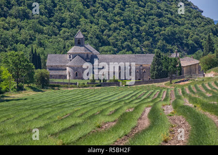 Abbaye Notre-dame de Senanque Abbazia Cistercense circondato da campi di lavanda vicino a Gordes, Provenza, Luberon, Vaucluse Francia Foto Stock