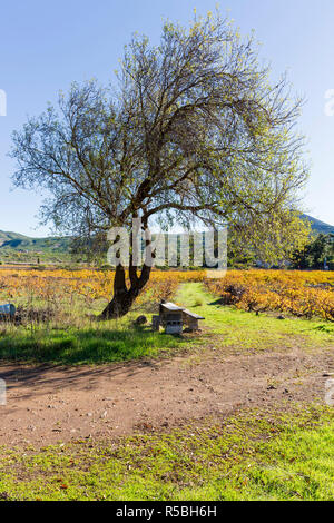 Ombra sotto gli alberi con un tavolo di fortuna e panca e Colore di autunno come la svolta di foglie dorate in un vigneto a Santiago del Teide Tenerife, Canarie è Foto Stock