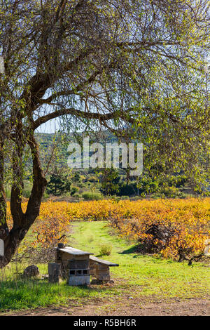 Ombra sotto gli alberi con un tavolo di fortuna e panca e Colore di autunno come la svolta di foglie dorate in un vigneto a Santiago del Teide Tenerife, Canarie è Foto Stock