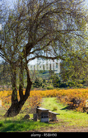 Ombra sotto gli alberi con un tavolo di fortuna e panca e Colore di autunno come la svolta di foglie dorate in un vigneto a Santiago del Teide Tenerife, Canarie è Foto Stock