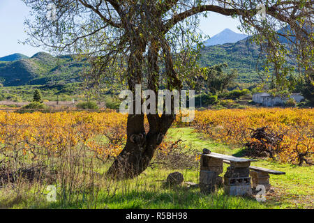 Ombra sotto gli alberi con un tavolo di fortuna e panca e Colore di autunno come la svolta di foglie dorate in un vigneto a Santiago del Teide Tenerife, Canarie è Foto Stock