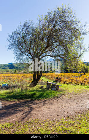 Ombra sotto gli alberi con un tavolo di fortuna e panca e Colore di autunno come la svolta di foglie dorate in un vigneto a Santiago del Teide Tenerife, Canarie è Foto Stock