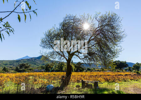 Ombra sotto gli alberi con un tavolo di fortuna e panca e Colore di autunno come la svolta di foglie dorate in un vigneto a Santiago del Teide Tenerife, Canarie è Foto Stock