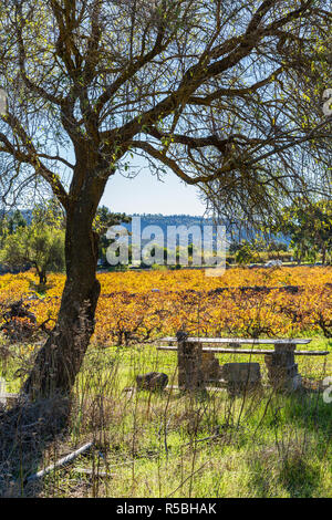 Ombra sotto gli alberi con un tavolo di fortuna e panca e Colore di autunno come la svolta di foglie dorate in un vigneto a Santiago del Teide Tenerife, Canarie è Foto Stock