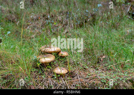 Quattro del fungo chiamato jack scivolose (Suillus luteus) in erba posto nella foresta, immagine dal nord della Svezia. Foto Stock