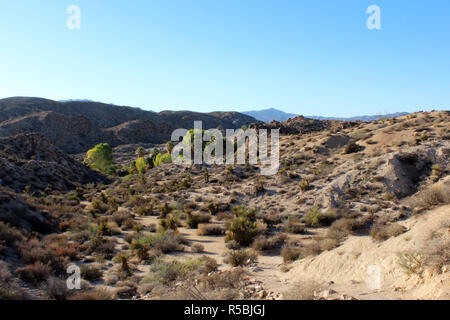 Spazzola Scrub, yucca, palme e alberi nel mezzo di un paesaggio deserto su perso oasi di palme Trail nel Parco nazionale di Joshua Tree Foto Stock