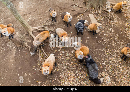 Gruppo di Fox guardando in alto e in attesa di cibo Foto Stock