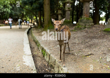 Cervi nel tempio giapponese Foto Stock