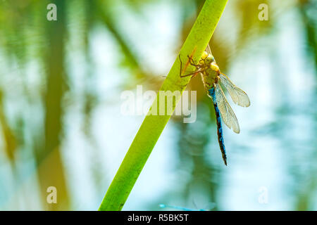 Grande royal dragonfly,anax imperator,maschio Foto Stock