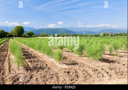 Vista panoramica dei campi di asparagi. Foto Stock