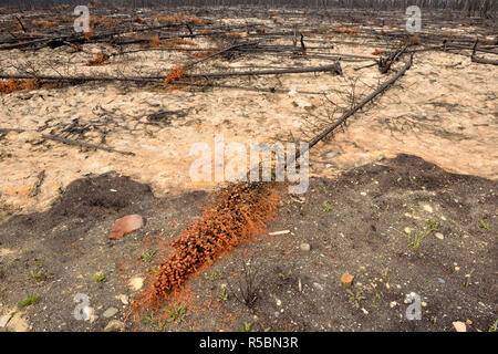 Annerita di abeti e cenere dopo un recente incendio di foresta, autostrada 3 a Yellowknife, Northwest Territories, Canada Foto Stock