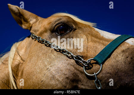 Occhio del cavallo Foto Stock