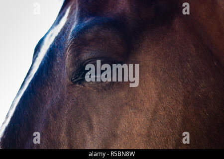 Occhio del cavallo Foto Stock