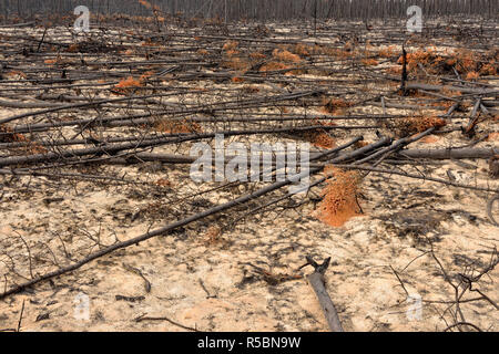 Annerita di abeti e cenere dopo un recente incendio di foresta, autostrada 3 a Yellowknife, Northwest Territories, Canada Foto Stock