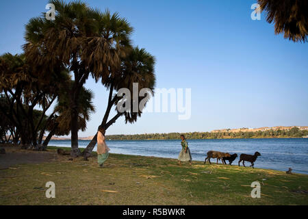 Egitto, Assuan e dintorni, Nubian Village di Cubania, Fiume Nilo Foto Stock