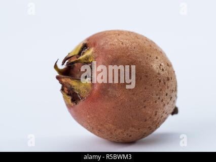 Nespola frutto (Mespilus germanica) Foto Stock