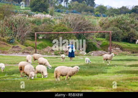 Pecore sul campo di calcio, nr Saquisili, Highlands Centrali, Ecuador Foto Stock