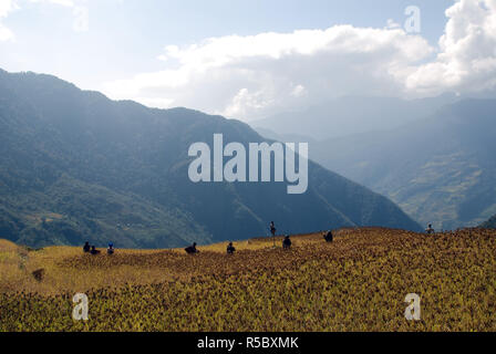 I campi di raccolta di miglio in alta Himalaya del Nepal Foto Stock