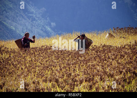 I campi di raccolta di miglio in alta Himalaya del Nepal Foto Stock