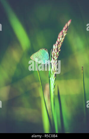 Blackberry hairstreak - callophrys rubi Foto Stock