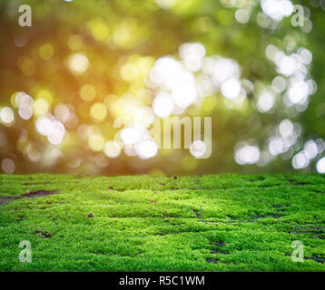 Il muschio verde splendente nei raggi di luce solare Foto Stock