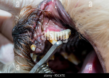 La placca batterica. Denti di Cane Foto Stock