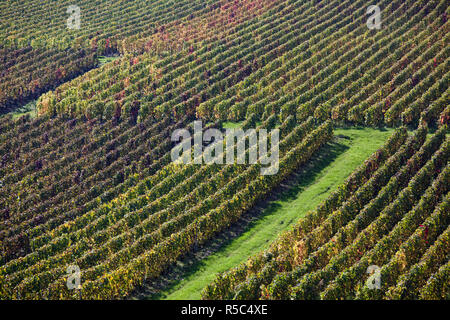 Francia, Marne, regione di Champagne, Montvoisin, vigneti Foto Stock