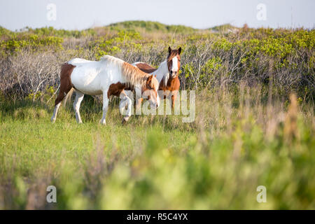 Una coppia di wild pinto pony rovistando in corrispondenza di Assateague Island National Seashore, Maryland Foto Stock