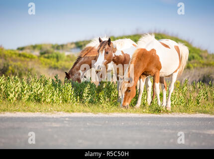 Un gruppo di wild pinto pony (Equus caballus) pascolando vicino a una strada in corrispondenza di Assateague Island National Seashore, Maryland Foto Stock