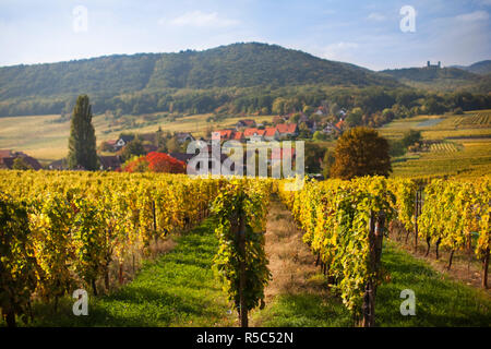 Francia, Bas-Rhin, Alsazia, Alasatian percorso vinicolo, Mittelbergheim, vigneto, autunno Foto Stock