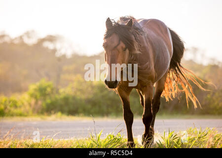 Un pony selvatici (Equus caballus) a Assateague Island National Seashore, Maryland Foto Stock