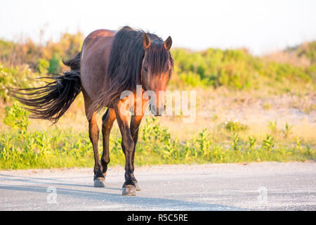 Un pony selvatici (Equus caballus) attraversare una strada in corrispondenza di Assateague Island National Seashore, Maryland Foto Stock