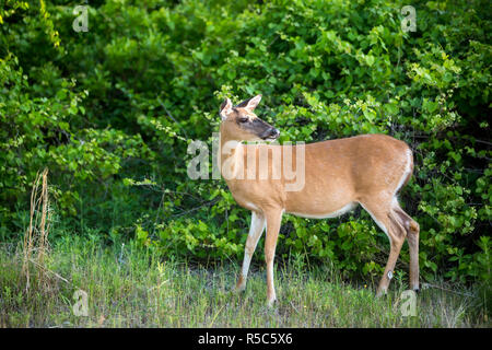 Una femmina bianco-Tailed Deer (Odocoileus virginianus) a Assateague Island National Seashore, Maryland Foto Stock