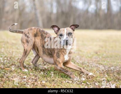 Un giocoso Catahoula Leopard cane di razza mista in un gioco di posizione di prua Foto Stock