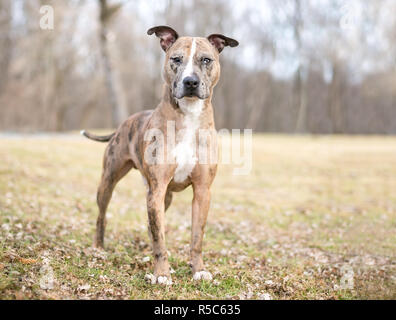 Un Catahoula Leopard cane di razza mista all'aperto permanente Foto Stock