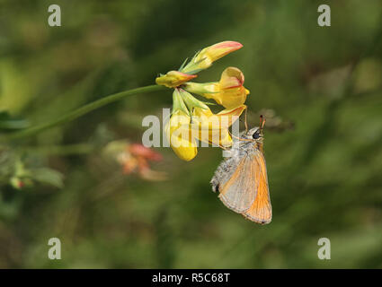 Nero-marrone con testa-throated thymelicus lineola sul trifoglio avvisatore acustico Foto Stock