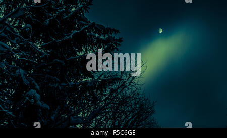 Pino innevate sullo sfondo del cielo della luna Foto Stock