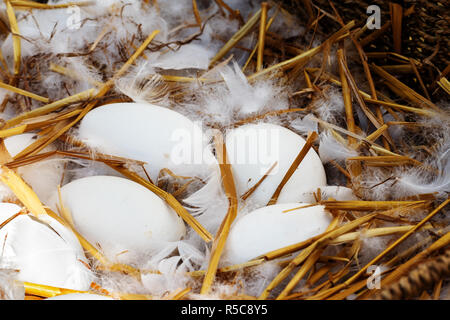 Uova di oca e piume bianche in un nido di paglia, selezionata la messa a fuoco e profondità di campo ridotta Foto Stock