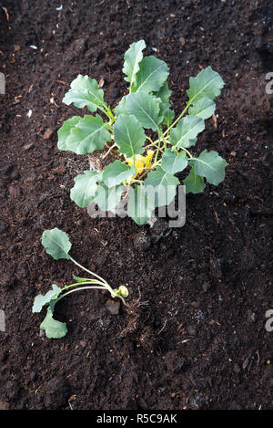 Broccoli giovani piante di cavolo cappuccio pronto per piantare sul marrone scuro in suolo orto letto, vista in pianta da sopra lo sfondo con copia spazio, vert Foto Stock