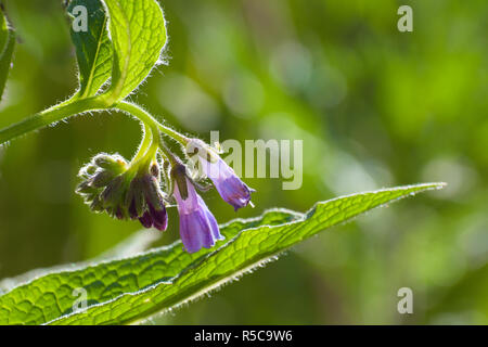 Comfrey blossom (Symphytum officinale) viola fiori blu su un verde sfondo sfocato con copia spazio, la pianta è stata utilizzata nella medicina popolare, se Foto Stock