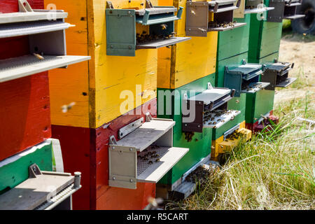 Beehive alveari nell'apiario. Crescente di colonie di api per ottenere il miele. Case di Bee Foto Stock