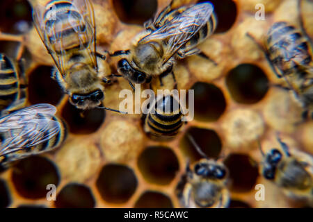 Fotografia macro di api. La danza del miele delle api. Api in un alveare su favi. Foto Stock